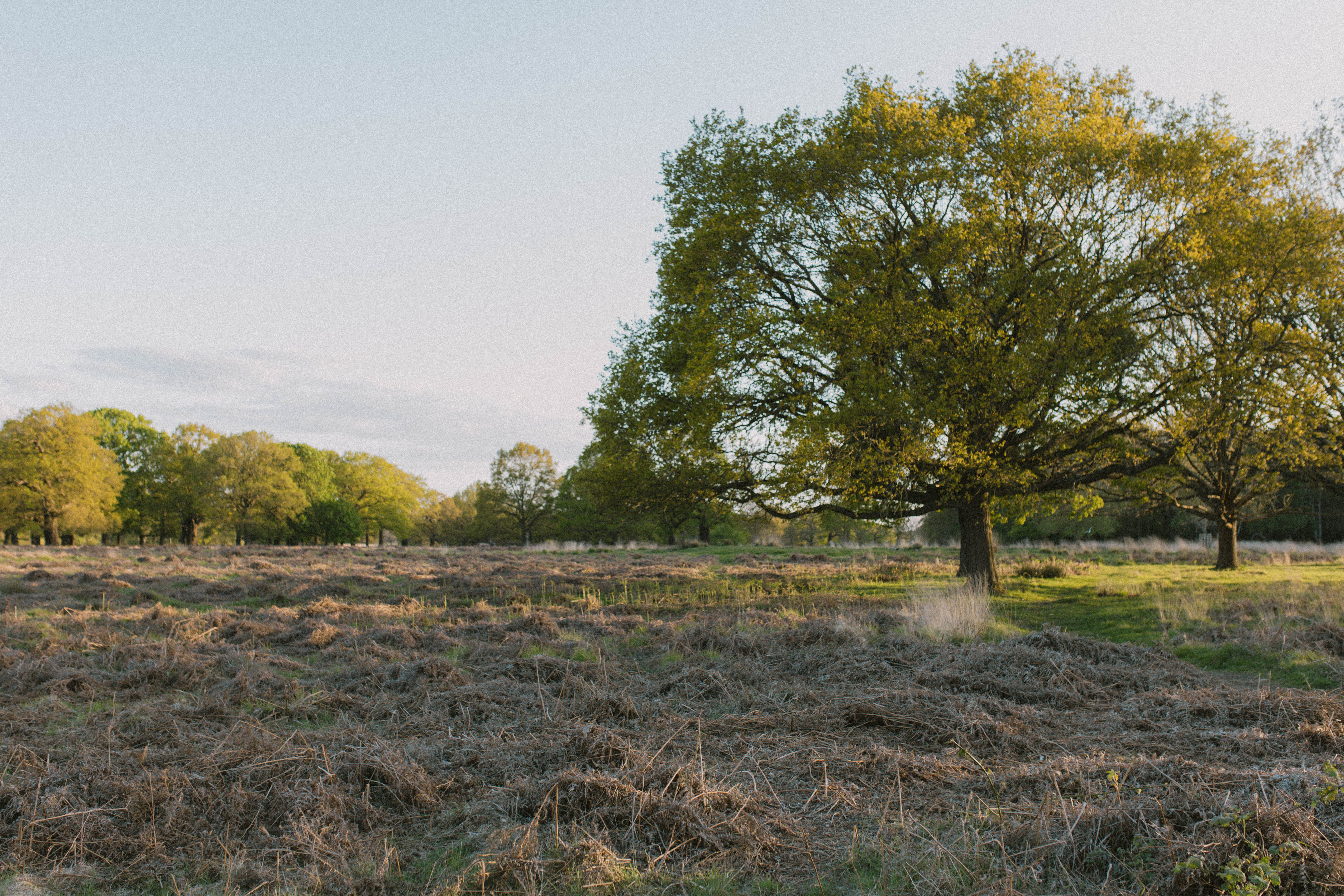 Richmond Park 244