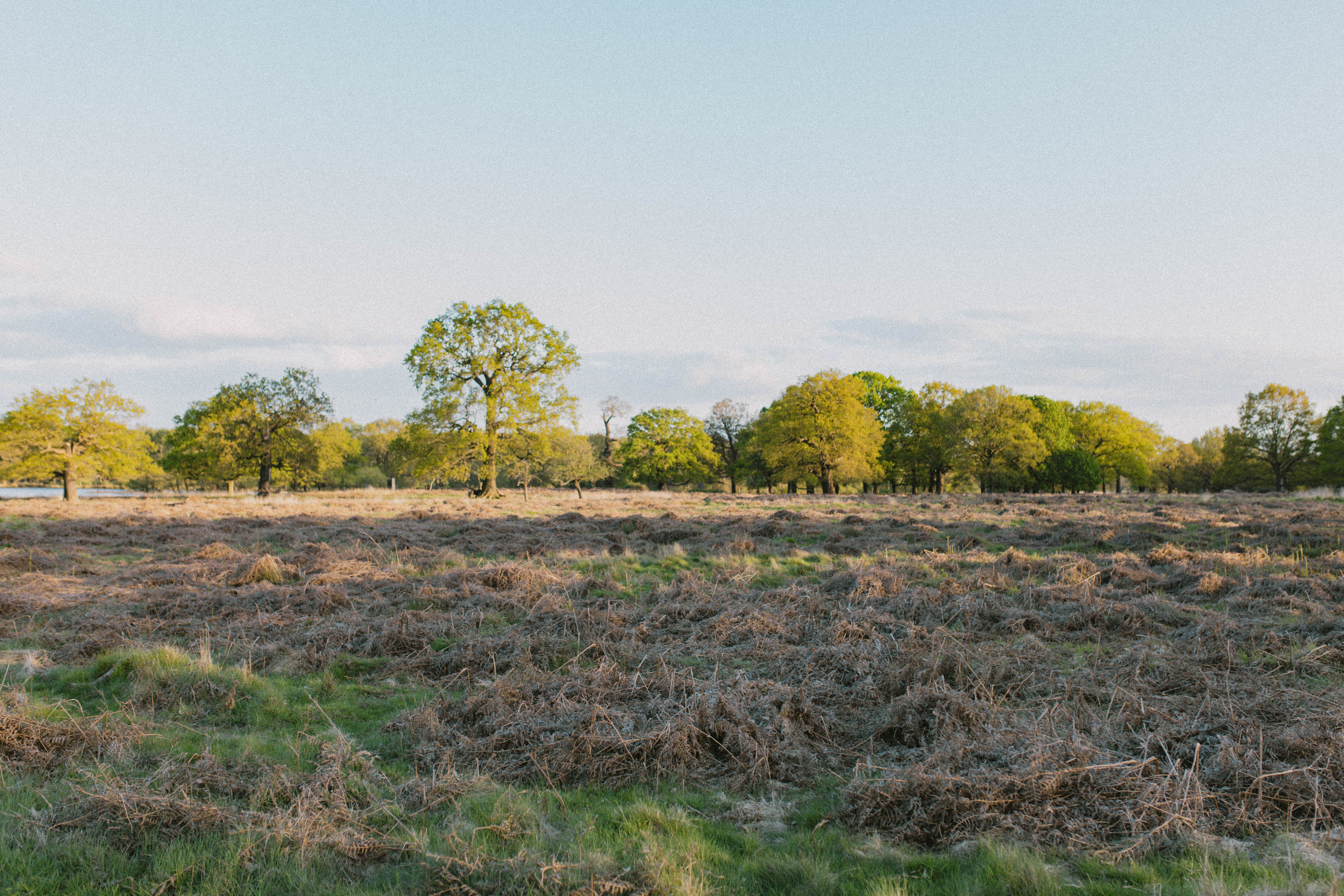 Richmond Park 245