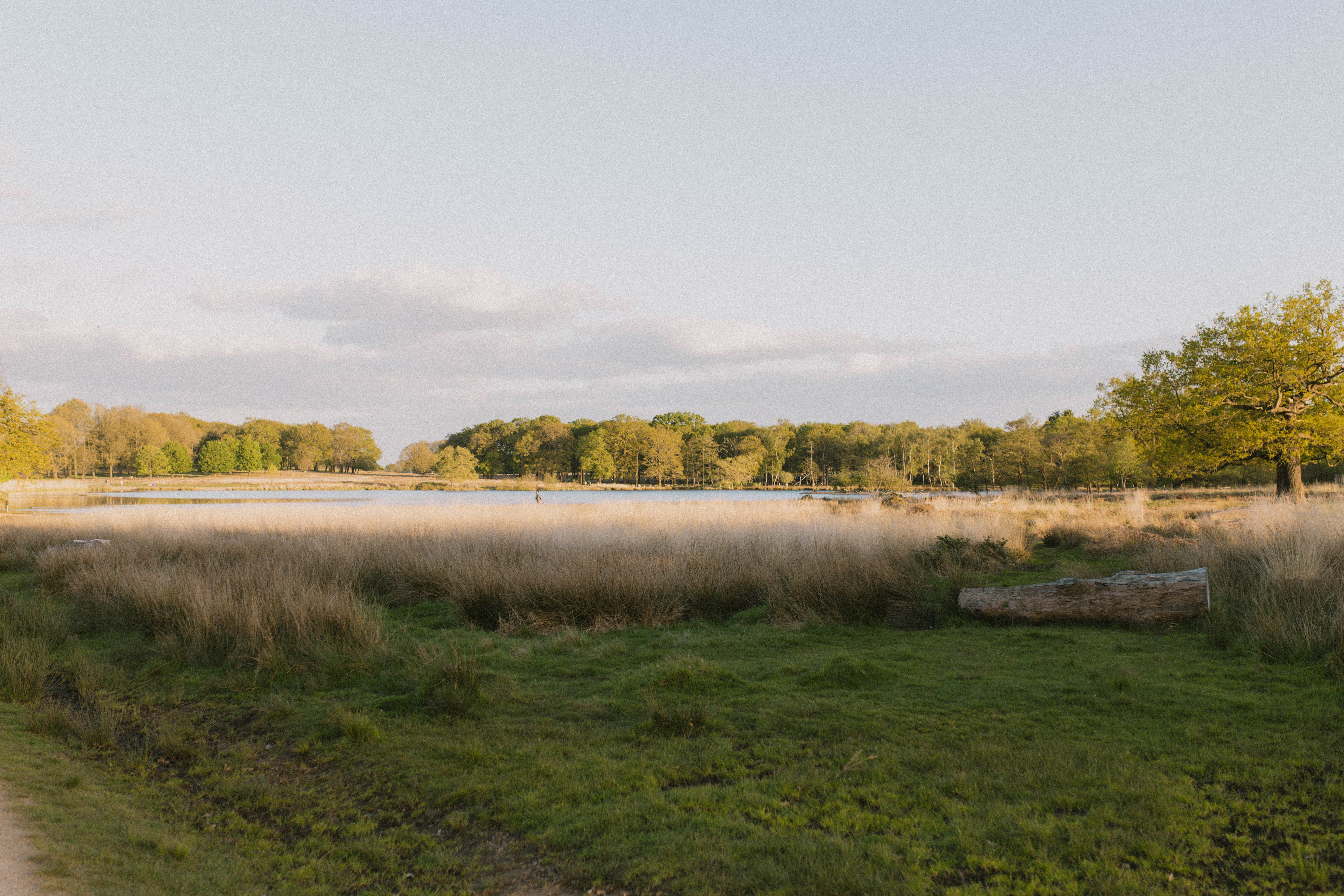 Richmond Park 247