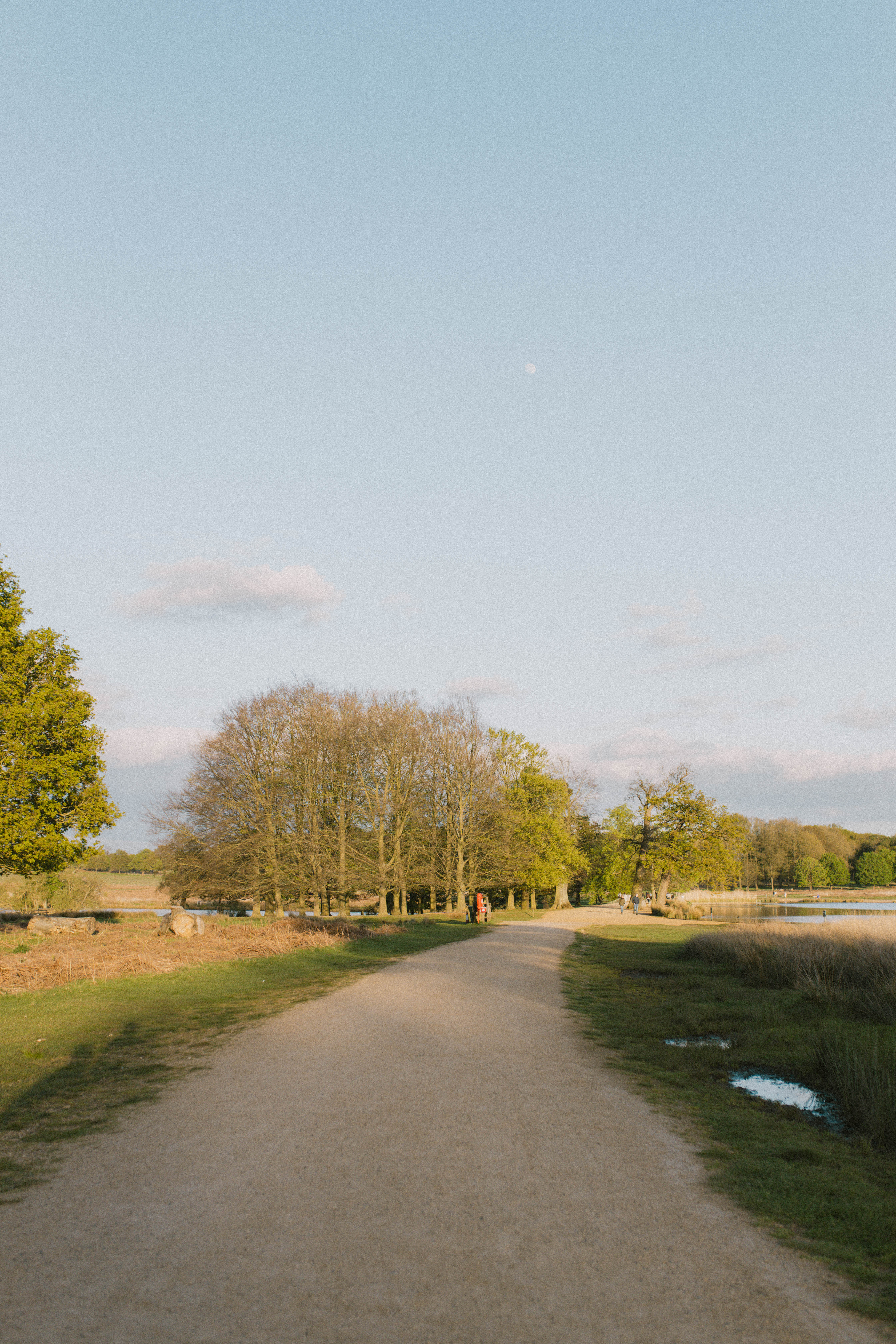 Richmond Park 248