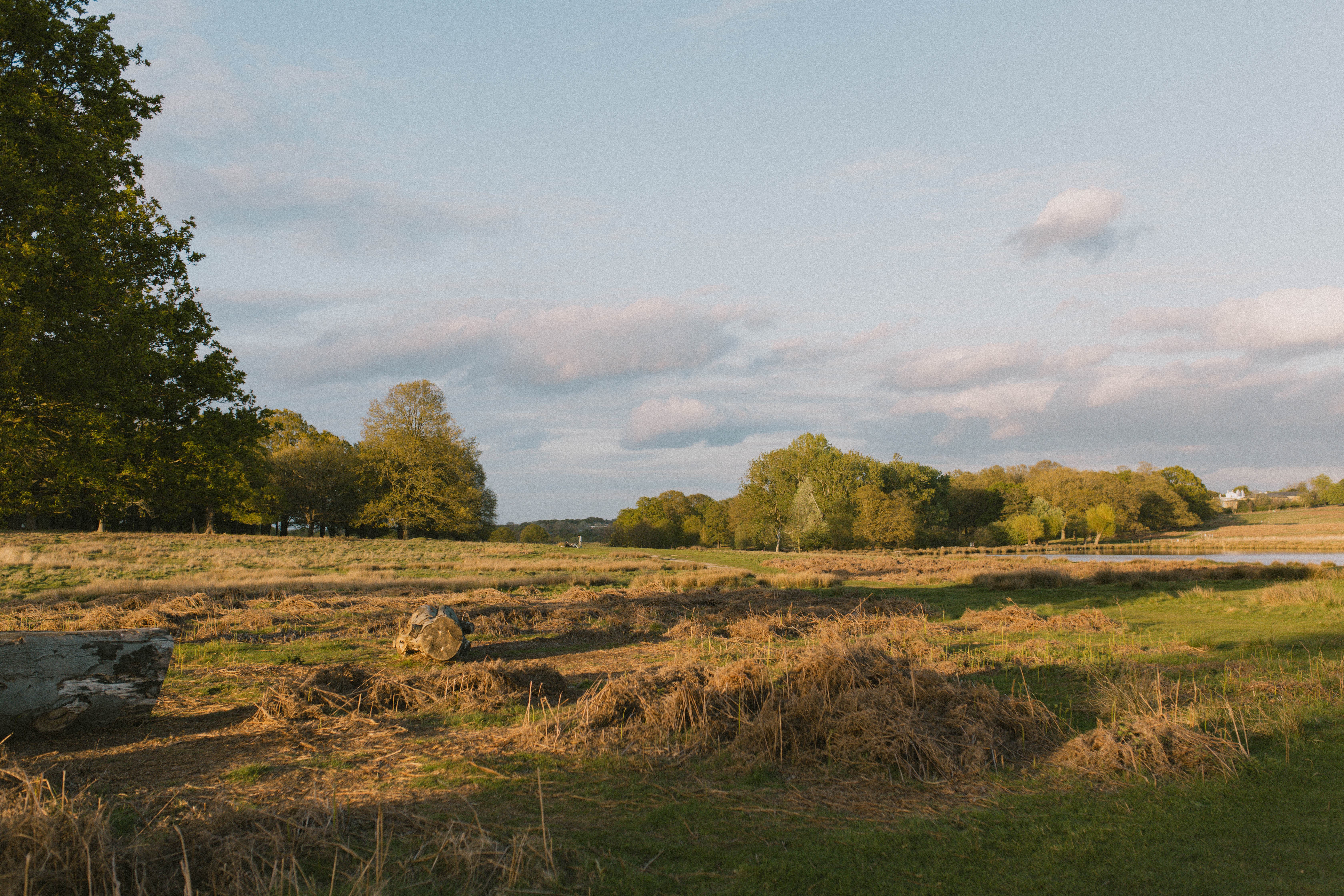 Richmond Park 250