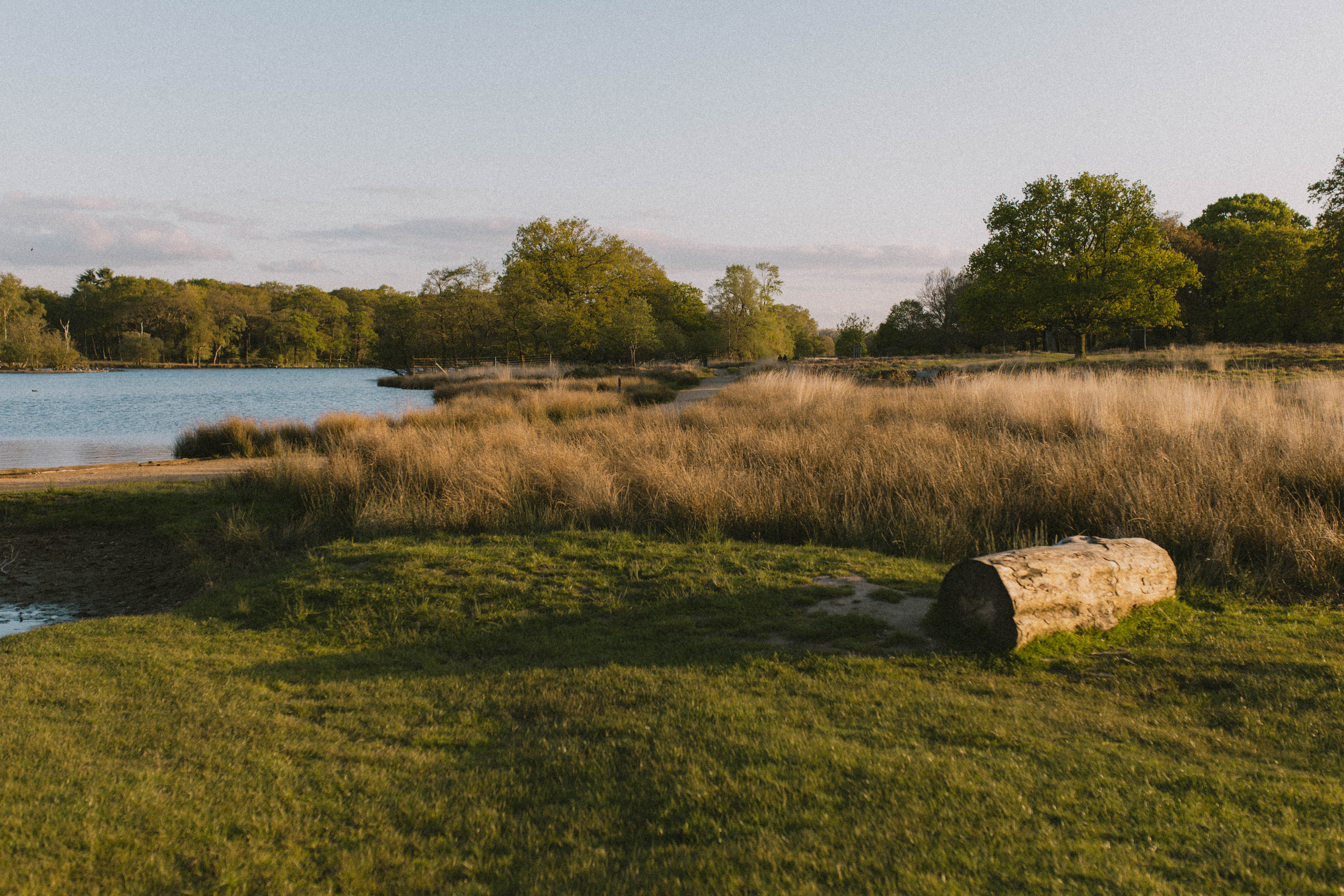Richmond Park 252
