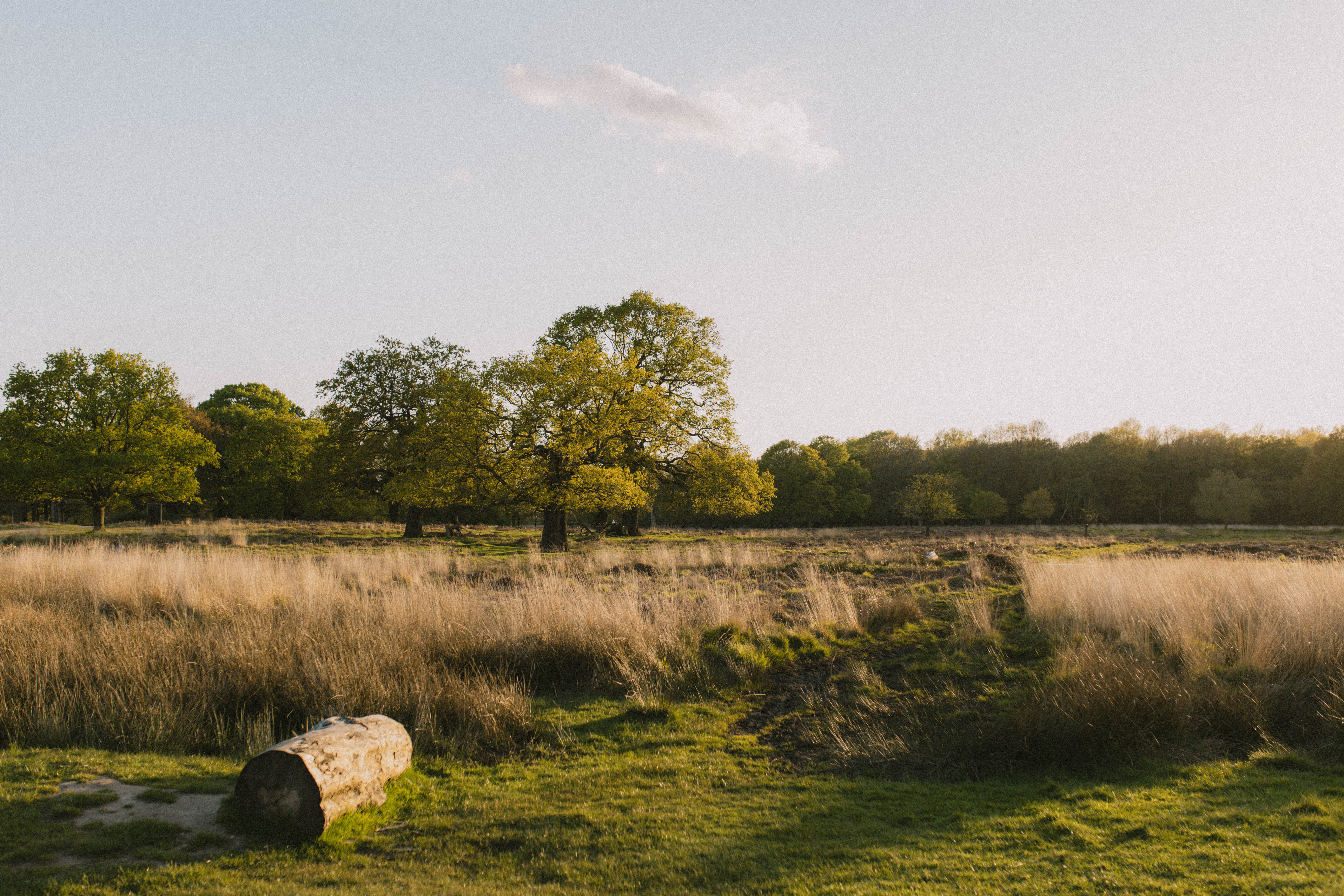 Richmond Park 253
