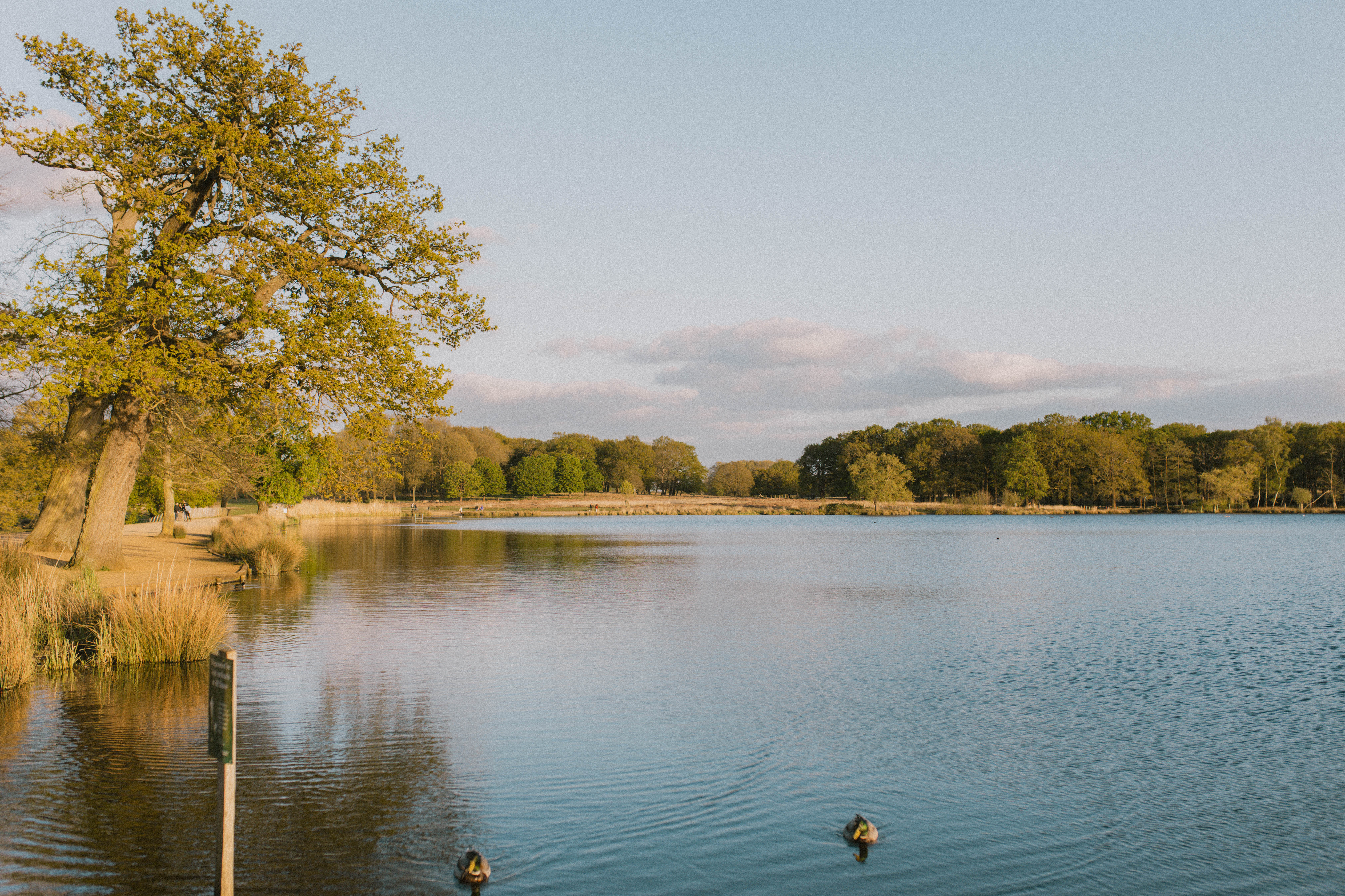 Richmond Park 258
