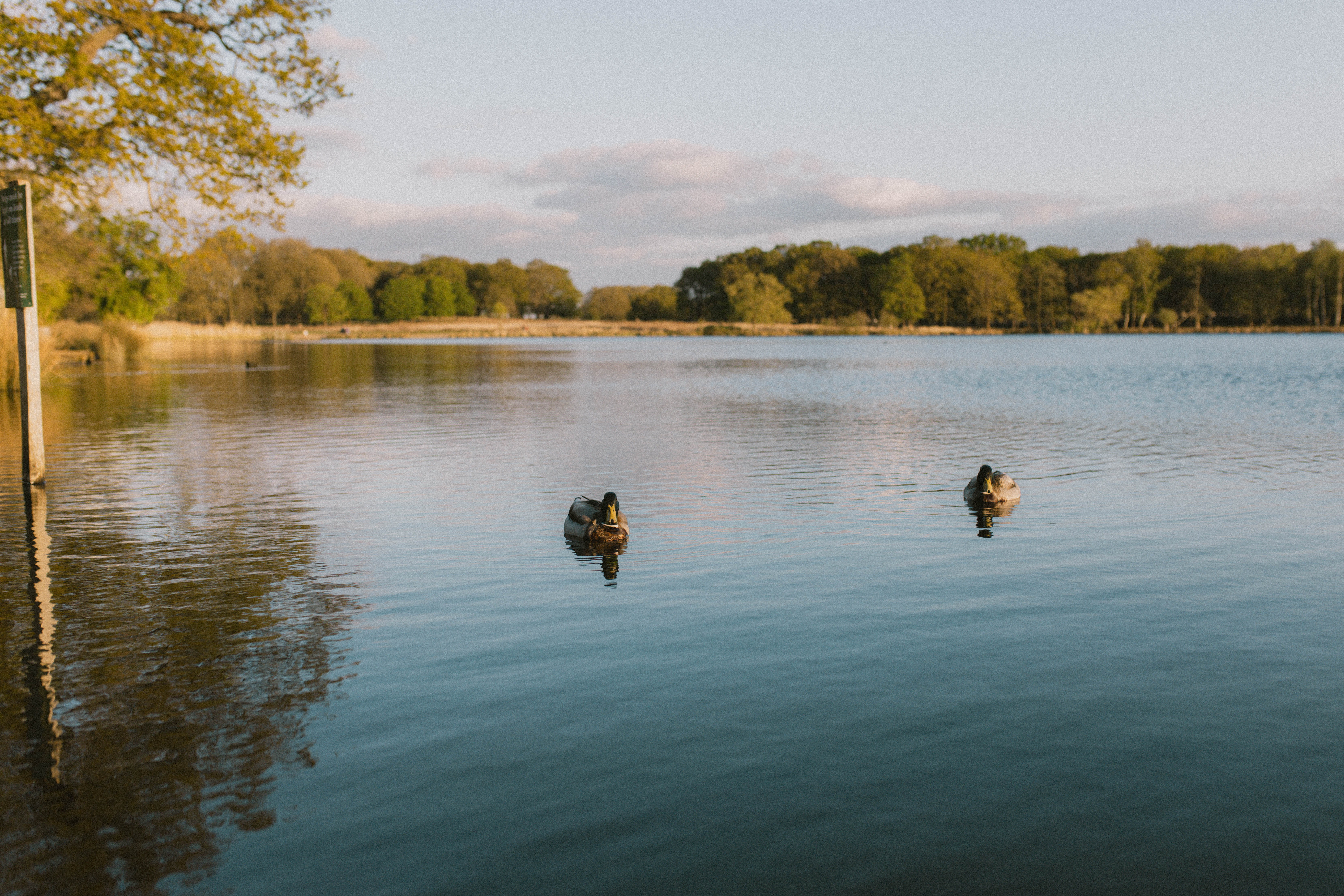 Richmond Park 259