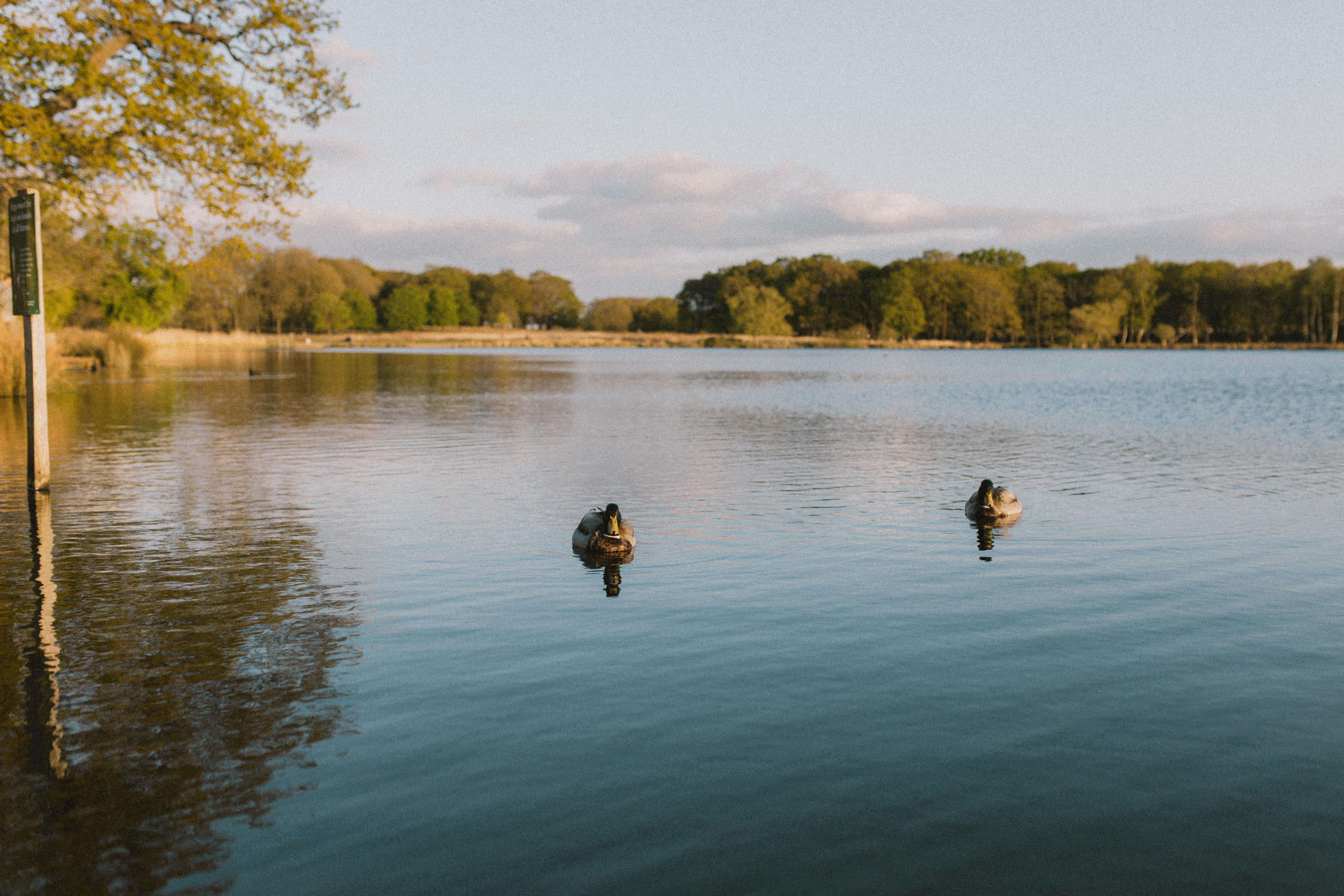 Richmond Park 260