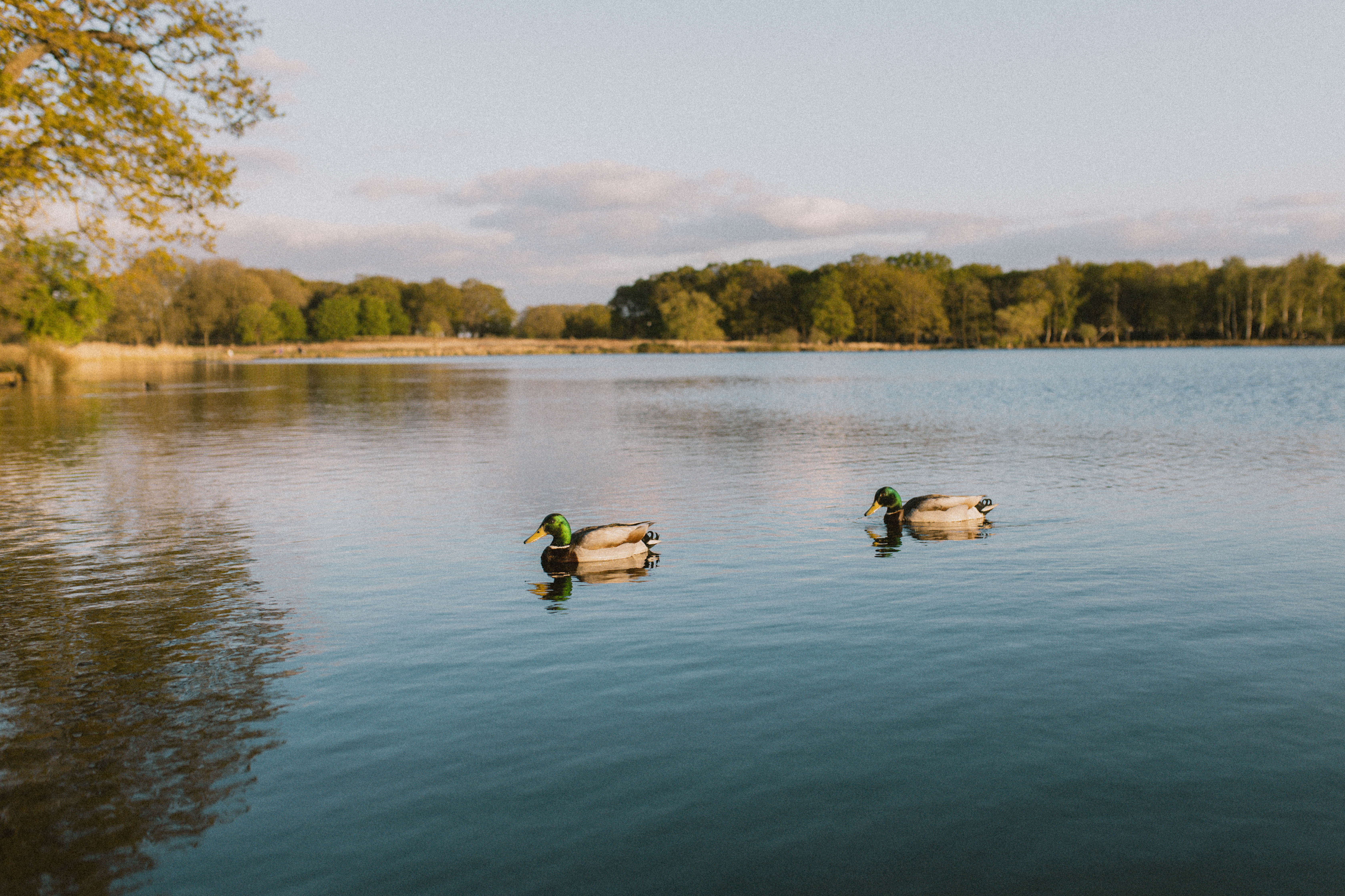 Richmond Park 263