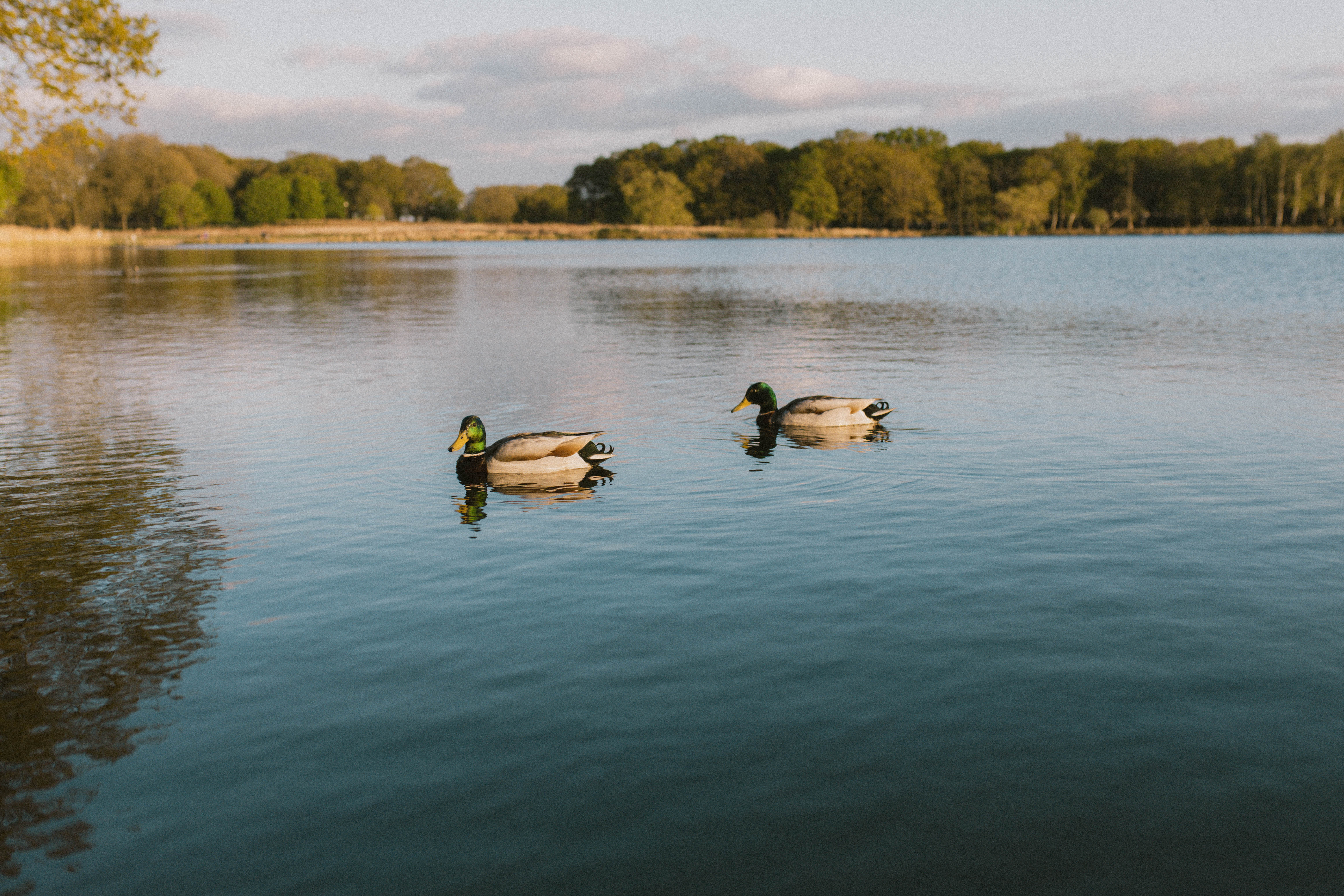 Richmond Park 265