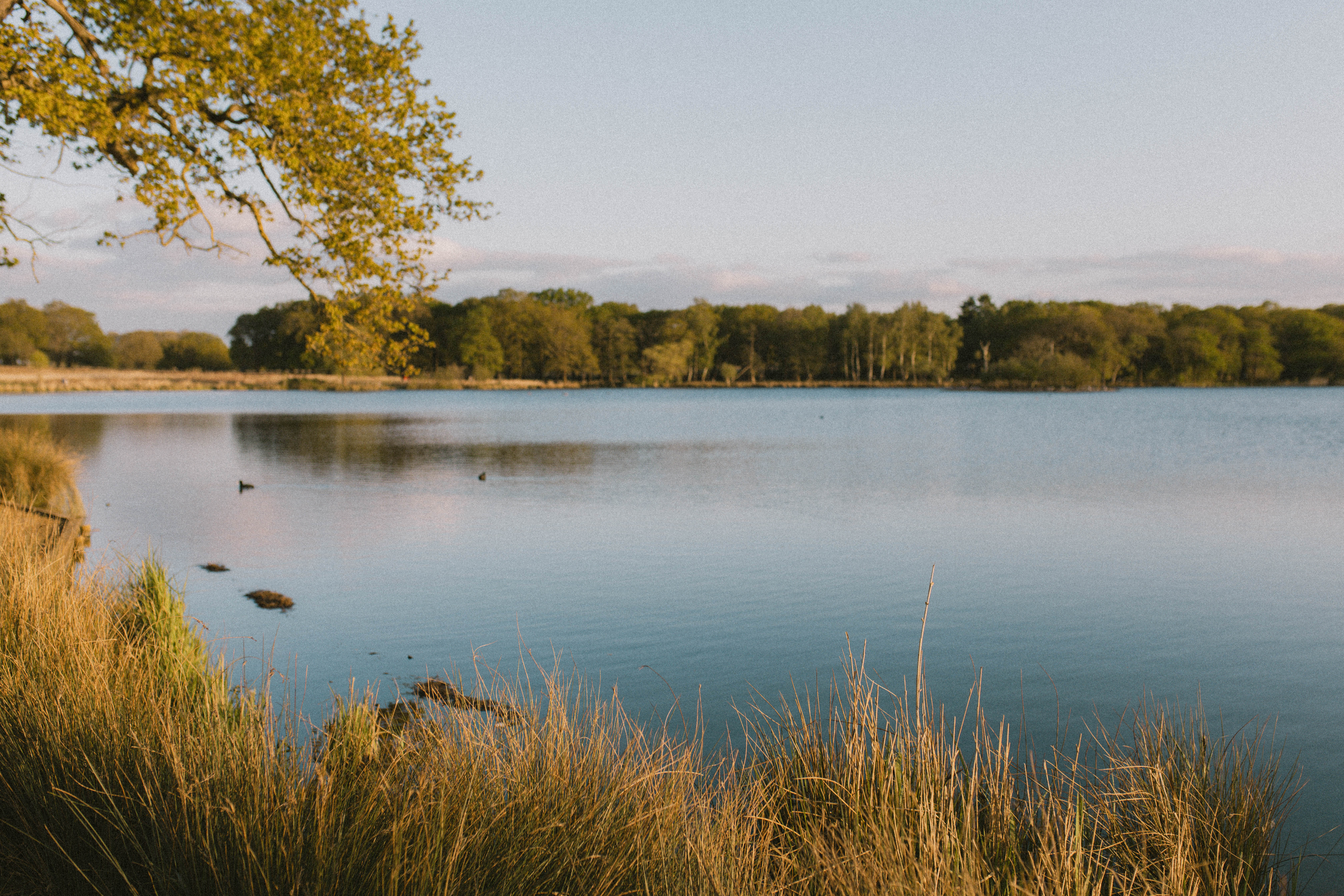 Richmond Park 266