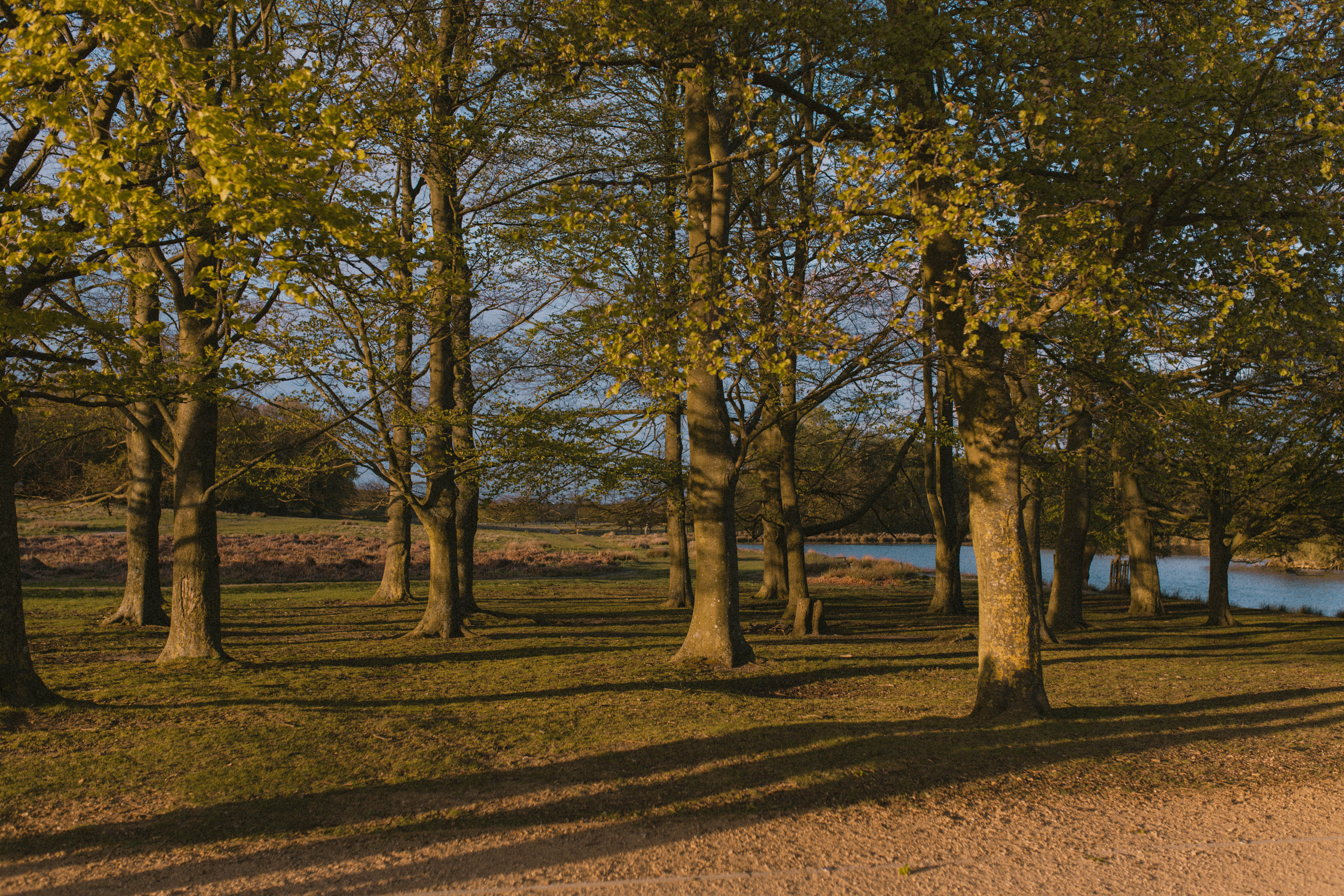 Richmond Park 267