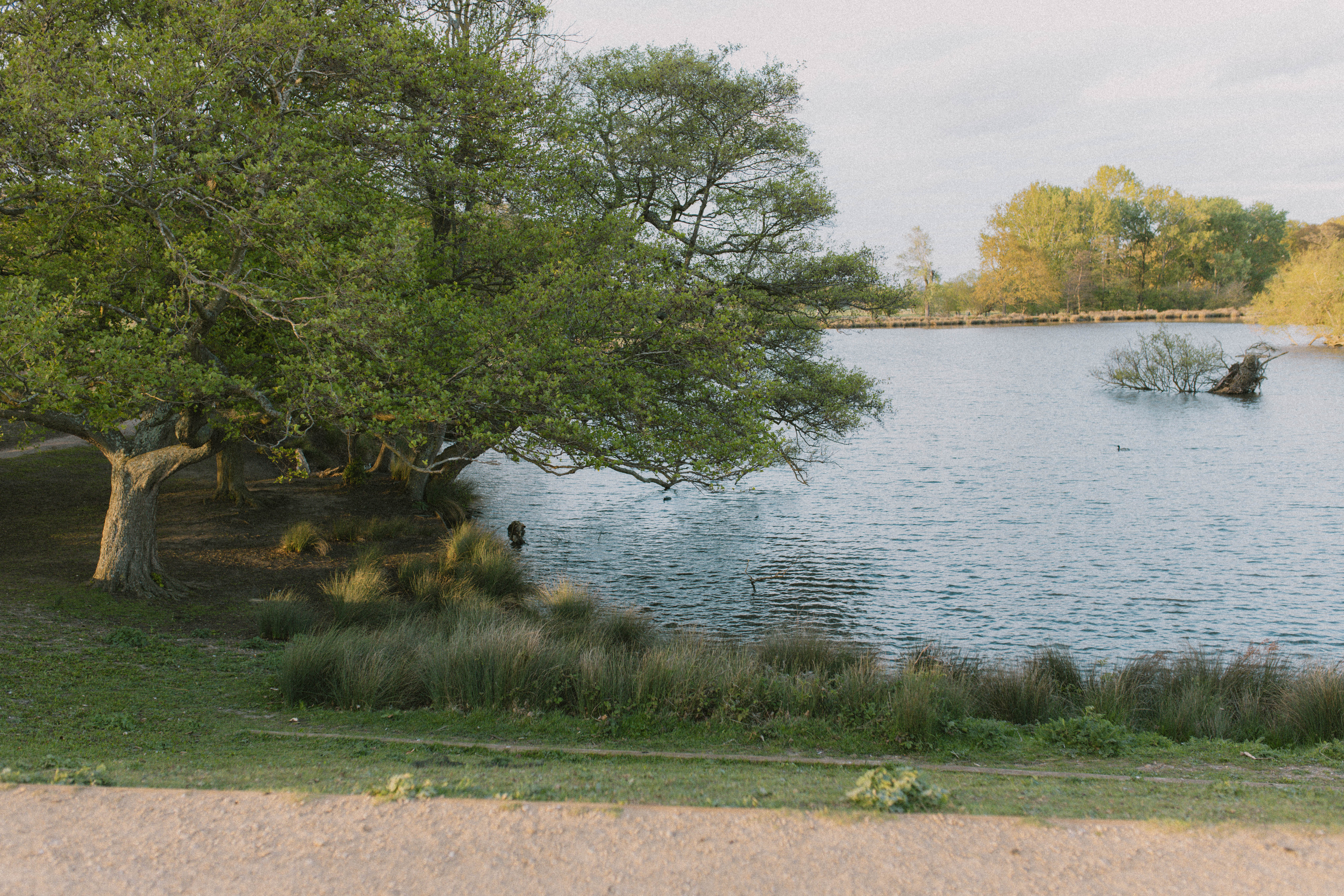 Richmond Park 274