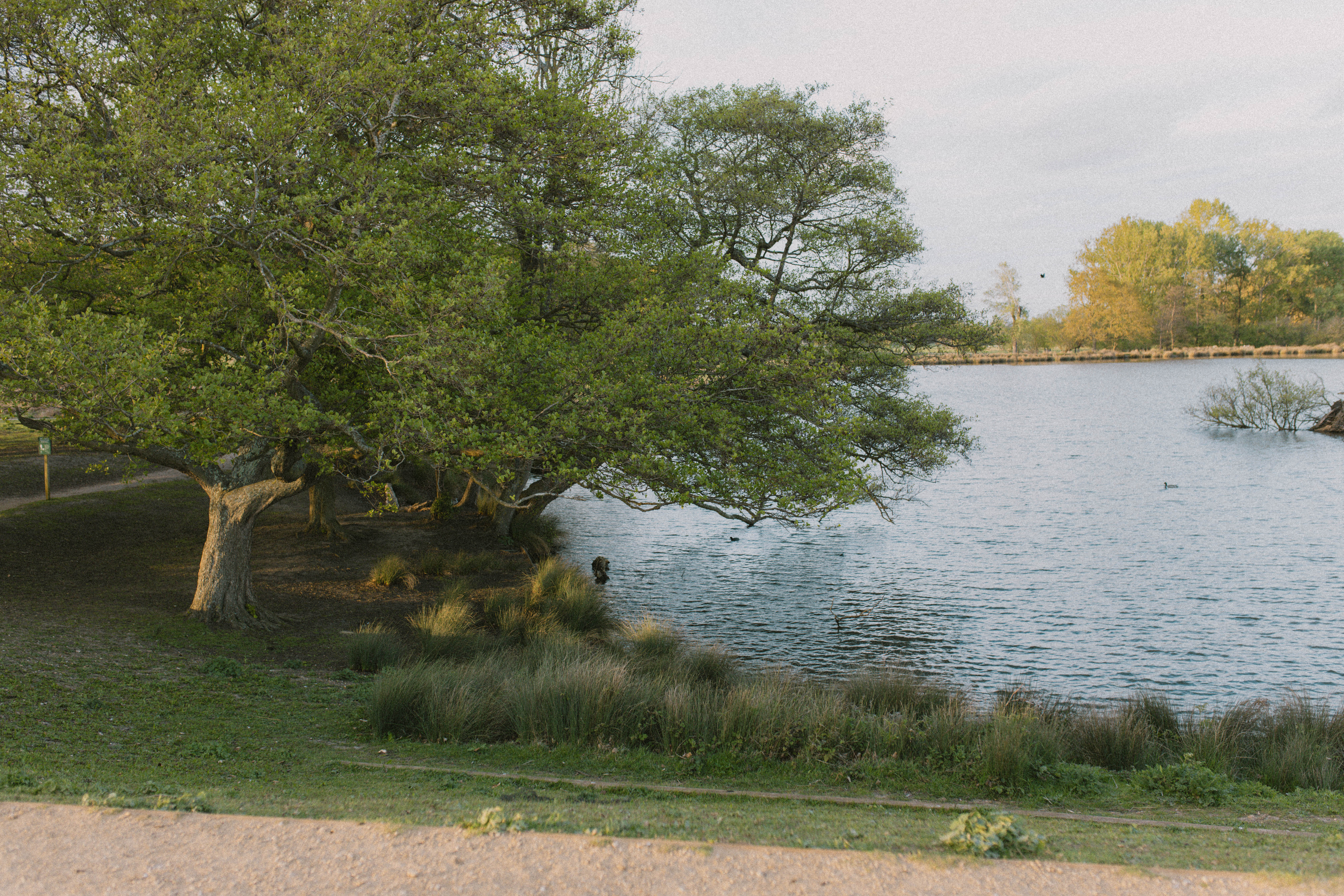 Richmond Park 275