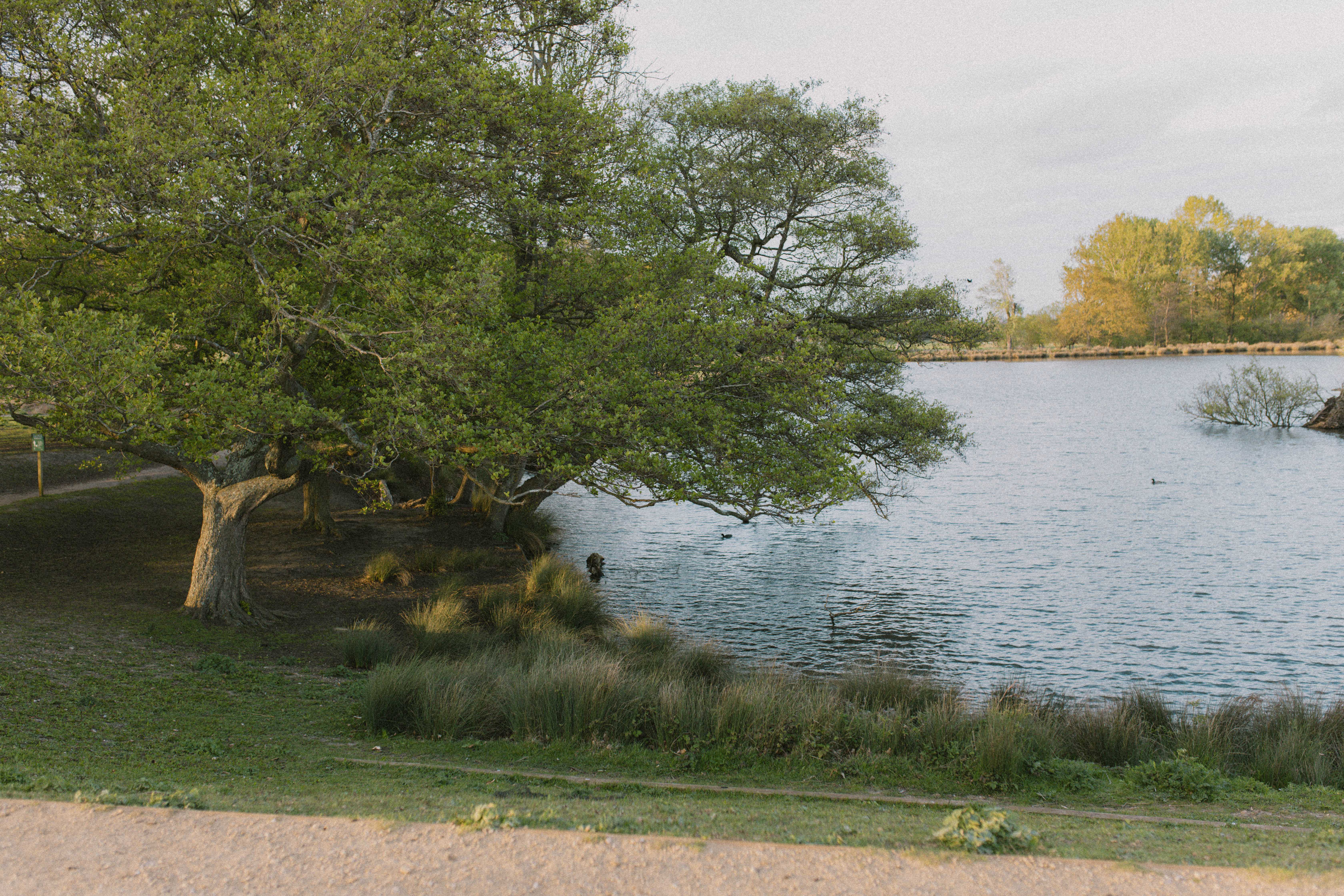 Richmond Park 276