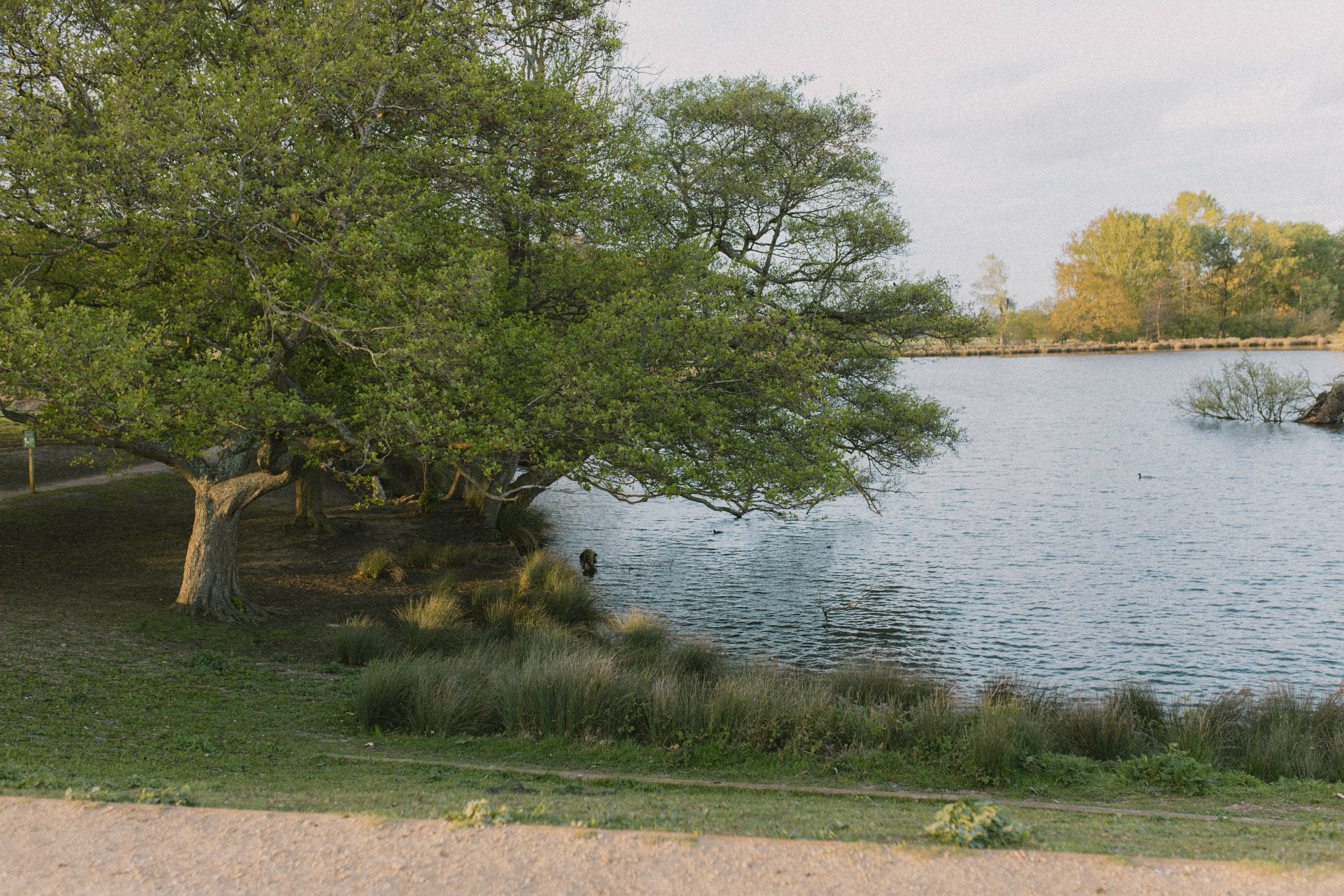 Richmond Park 277