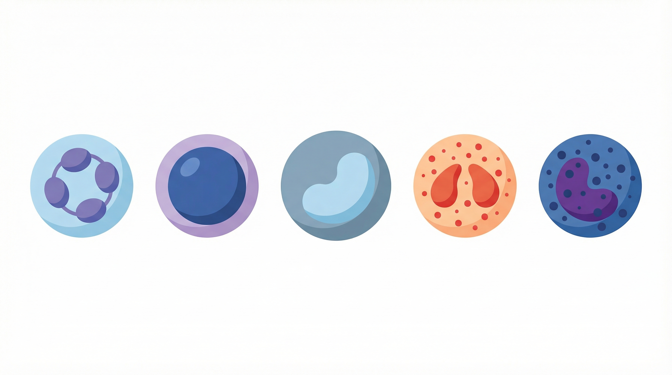 Типы лейкоцитов и их процентное содержание