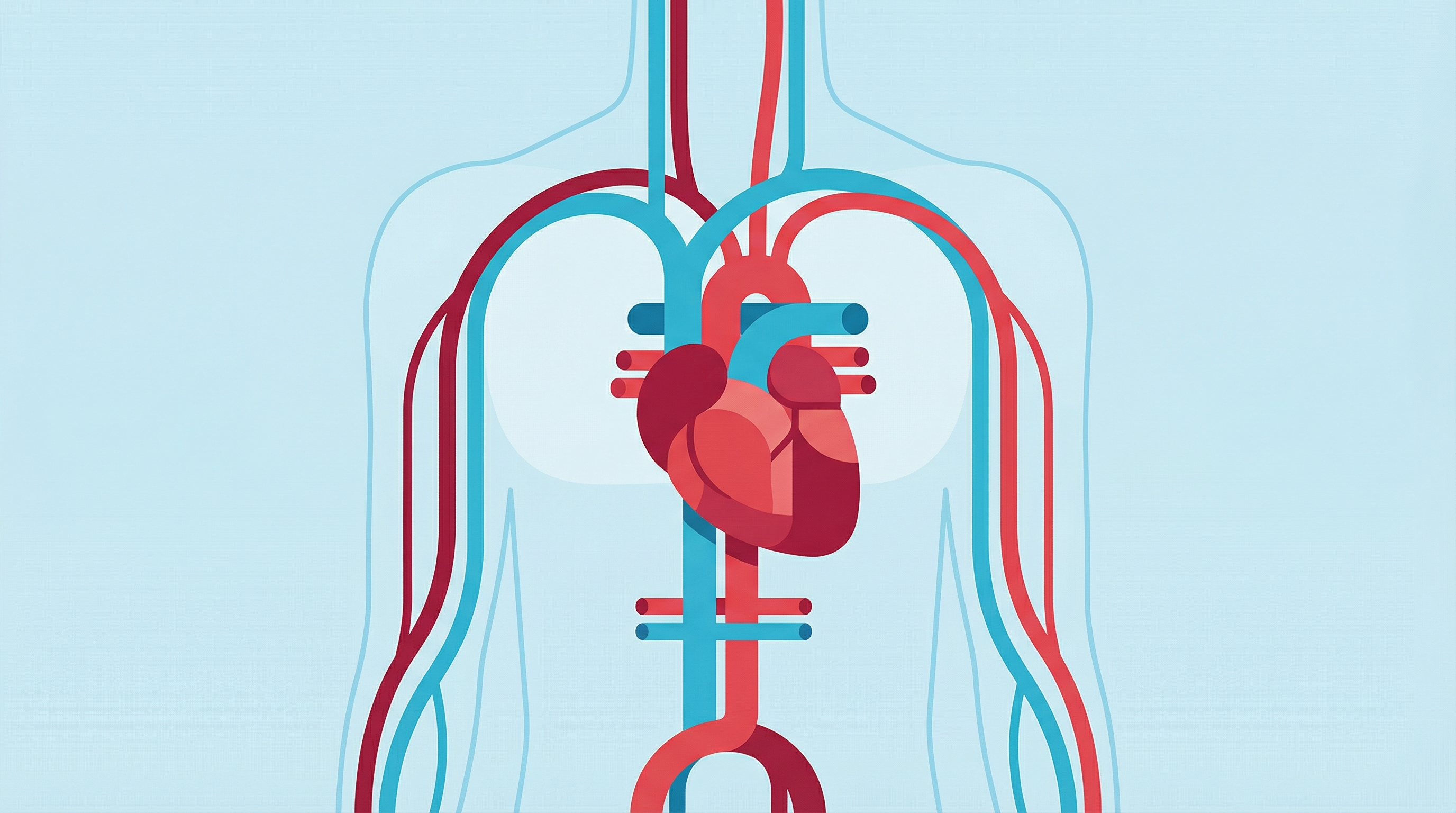 Анатомия сердца и кровеносной системы человека