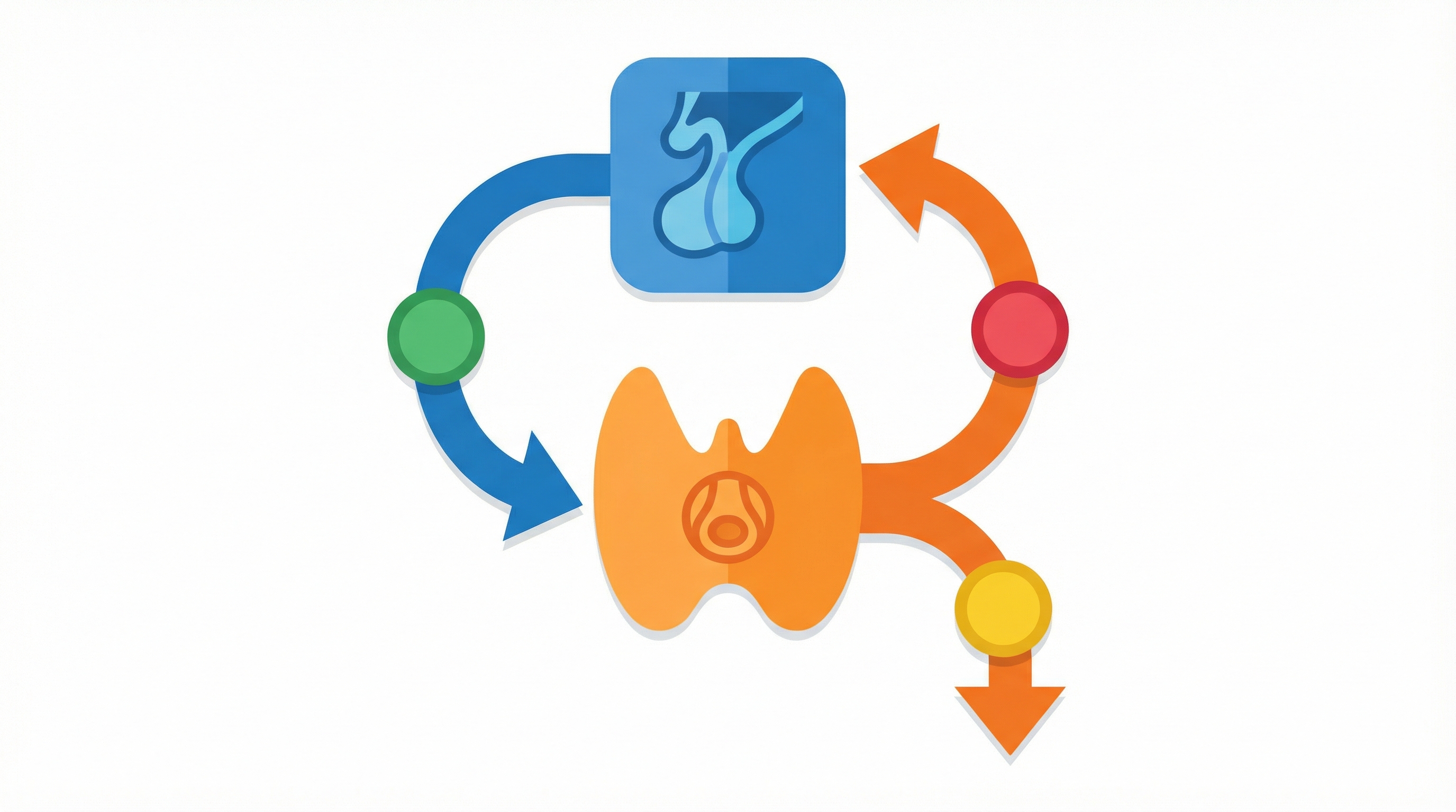 Схема гипотоламус-гипофизарно-тиреоидной оси и механизм регуляции гормонов
